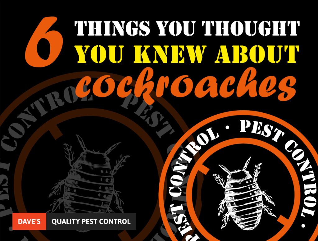6 things you thought you knew about cockroaches
