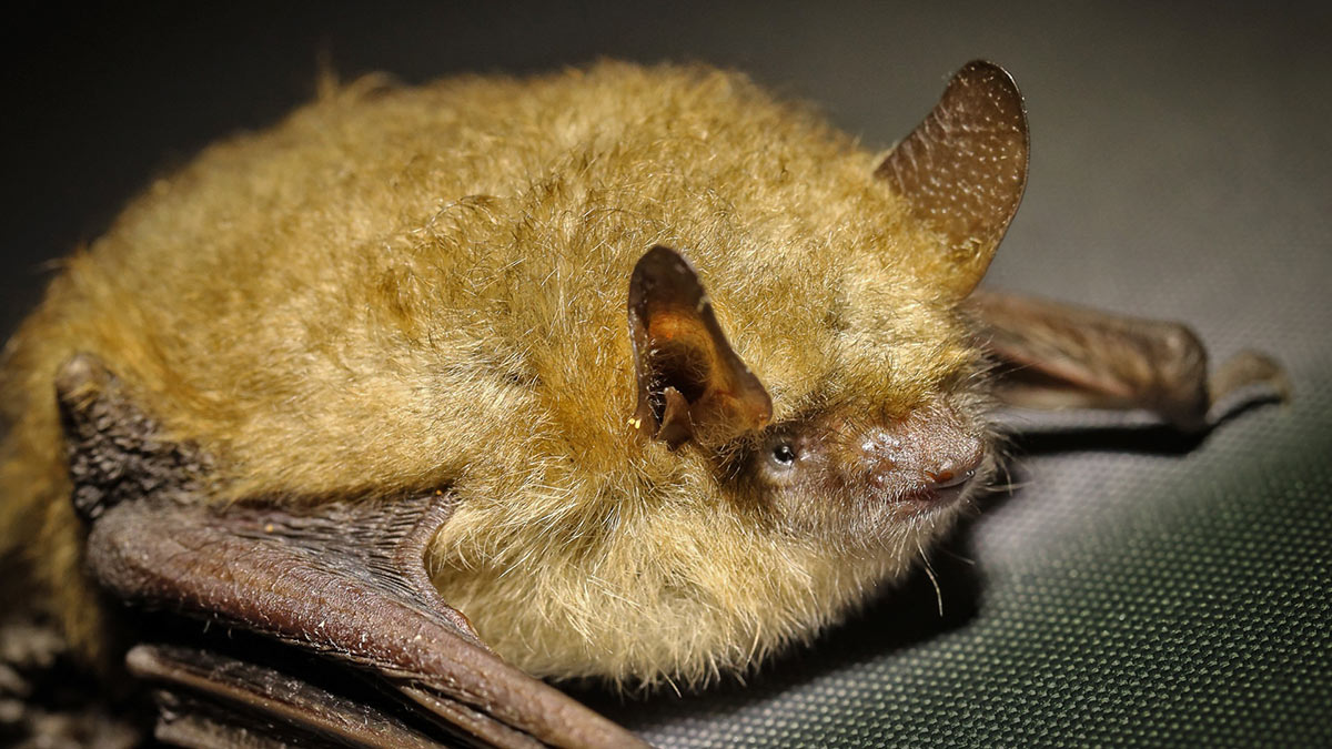 Bat Found On Living Room Floor