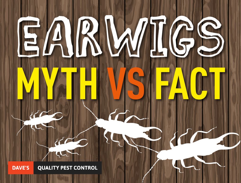 Earwigs: Myth vs Fact