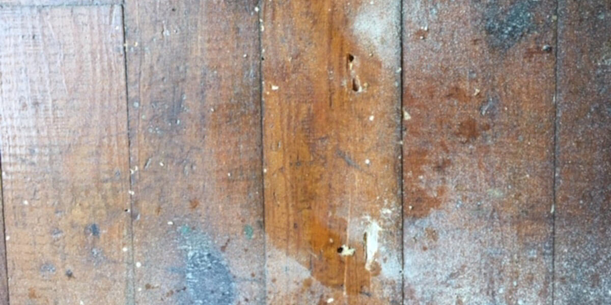 signs of carpenter ant damage