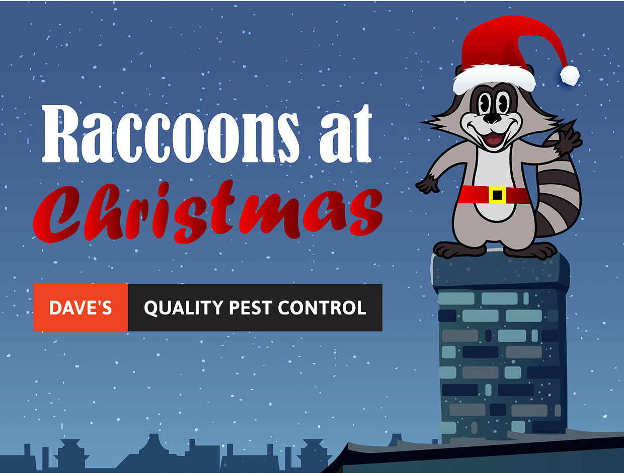 Raccoons at Christmas