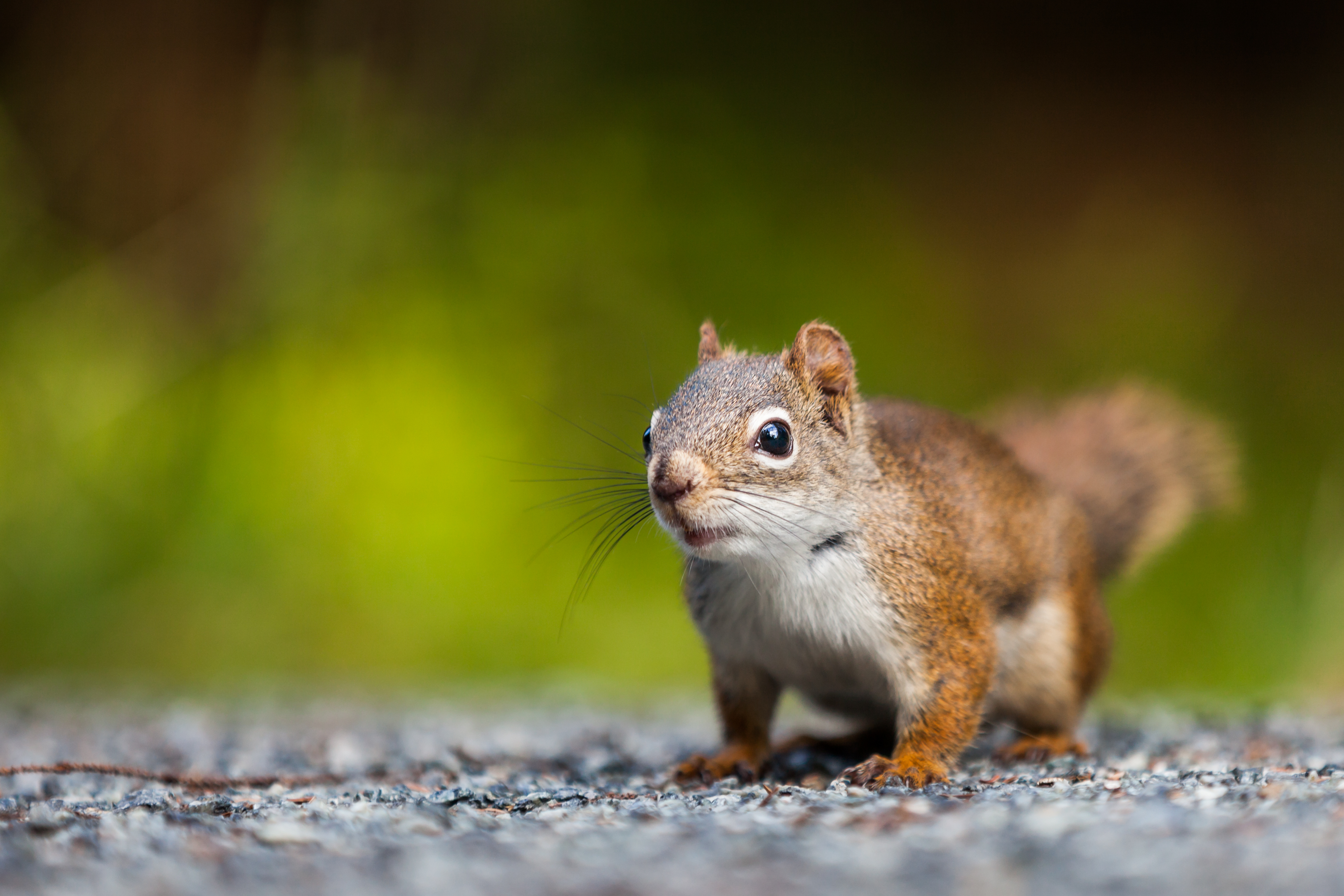 Close up of a red squirrel