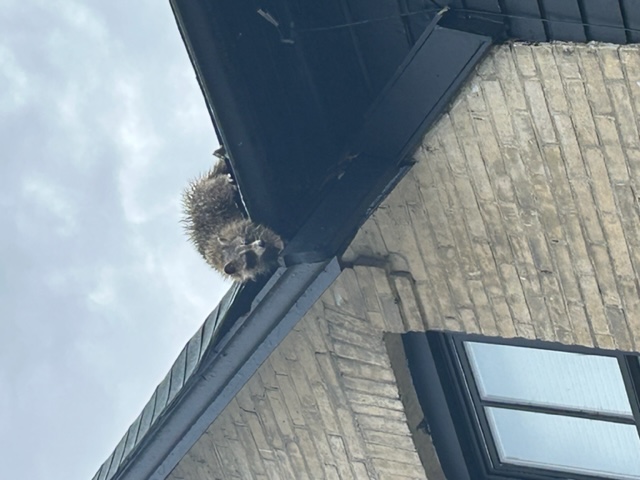 Mother raccoon on the roof of a home in Peterborough, Ontario