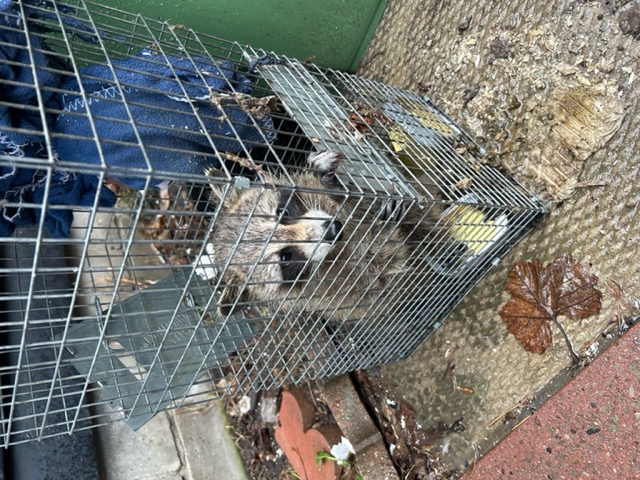 Raccoon in cage