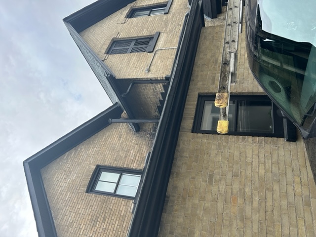 Raccoon on a roof