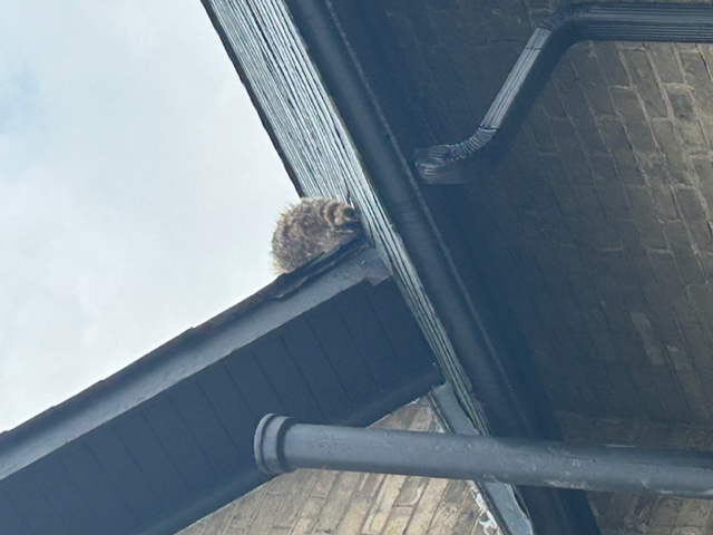 Close up of raccoon on a roof