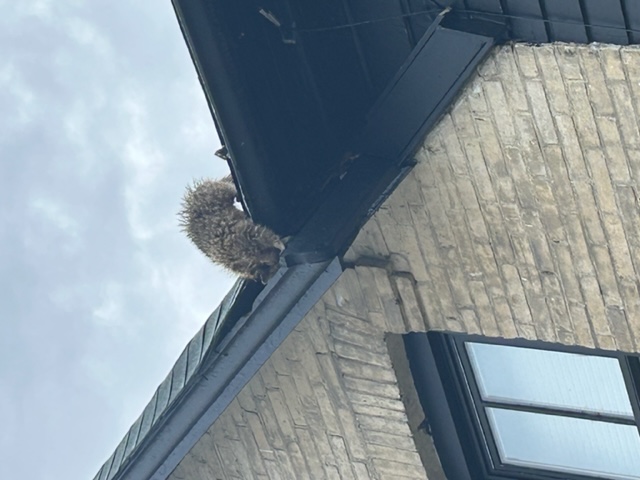 Raccoon climbing on a roof