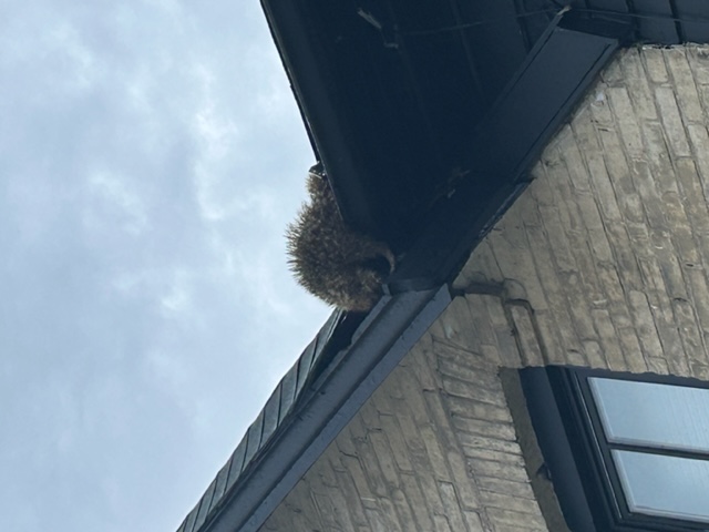 Raccoon is climbing on a roof