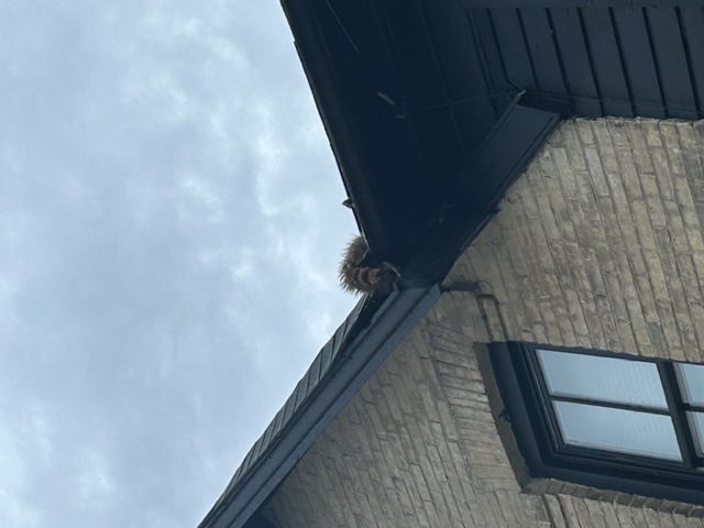 Brick house with raccoon on roof