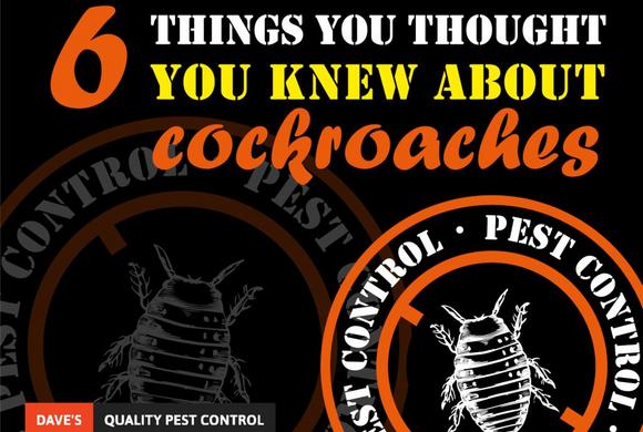 6 things you thought you knew about cockroaches