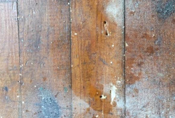 Carpenter Ants and Hardwood Floors Infestations