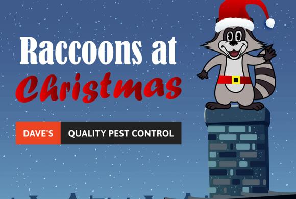 Raccoons at Christmas