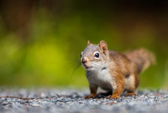 Close up of a red squirrel