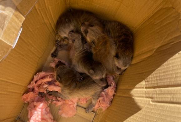 Baby raccoons in a box