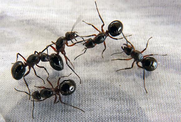 Ant control in Peterborough and Kawarthas