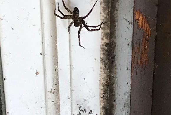 Kawartha Lakes spider